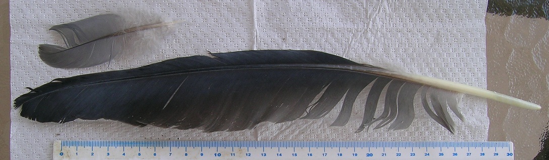 penna da identificare 4- Airone cenerino